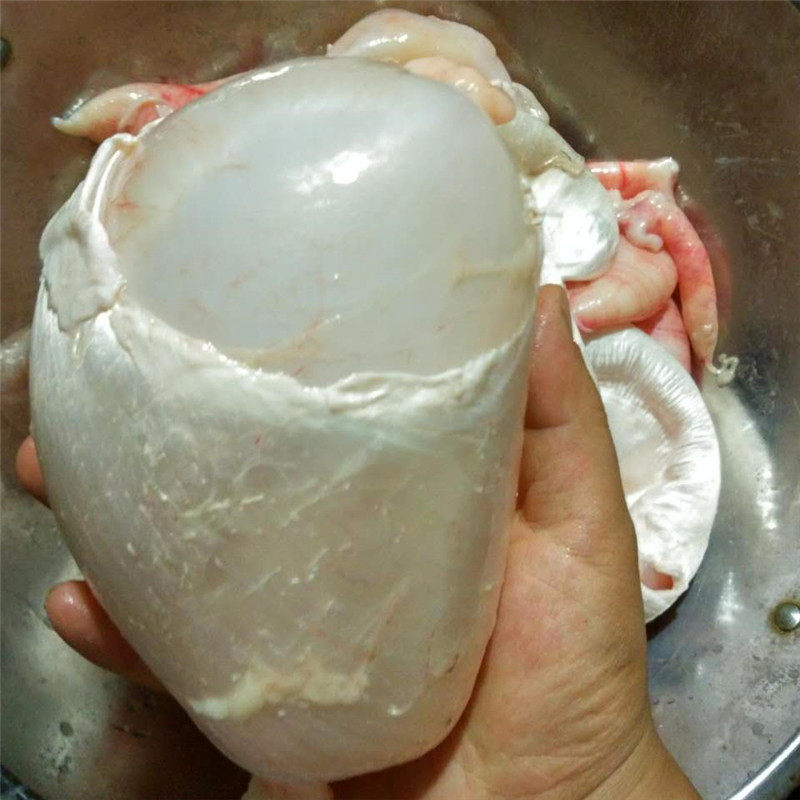 新鲜草鱼子鱼杂鱼宝鱼鱼漂鱼鳔鱼肚鱼胶花胶花胶