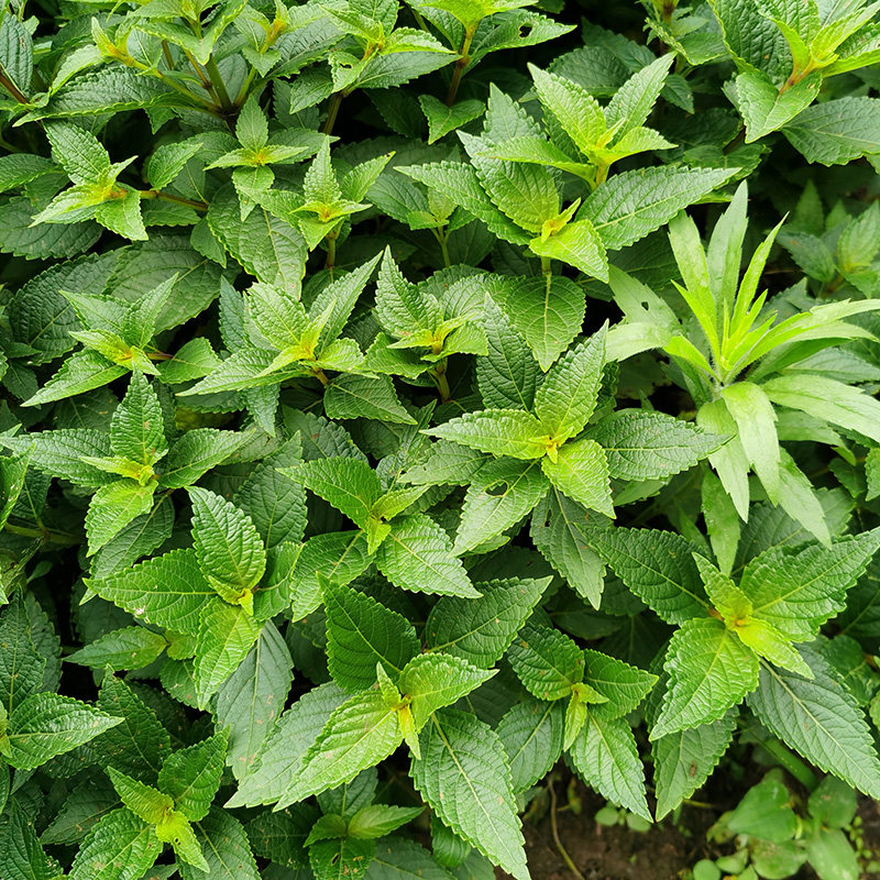 深山溪黄草益肝茶药材肝火凉茶中草药养生祛湿其他药食同源食品