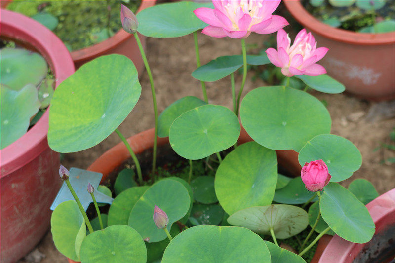 常德爱莲苑碗莲盆栽荷花星火小型微型碗莲种2022年时令草本花卉