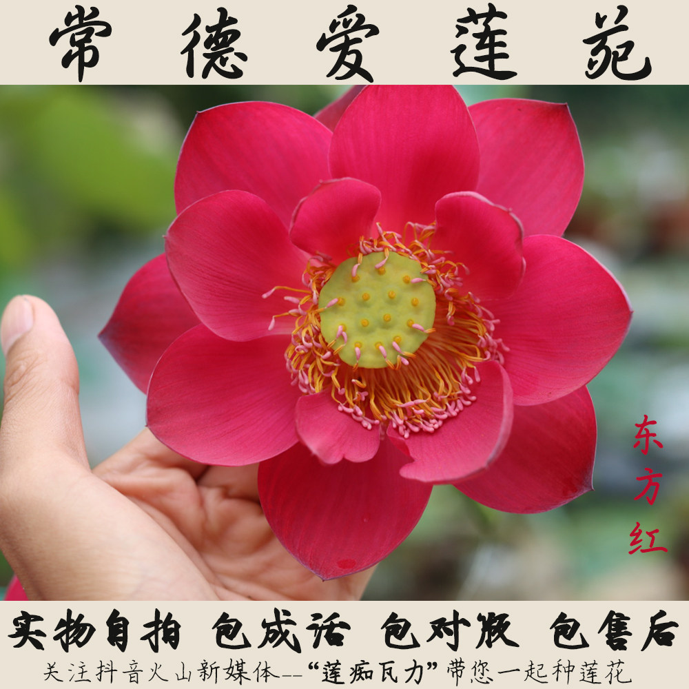 常德爱莲苑碗莲盆栽荷花东方红中大型碗莲种2021年预售花卉