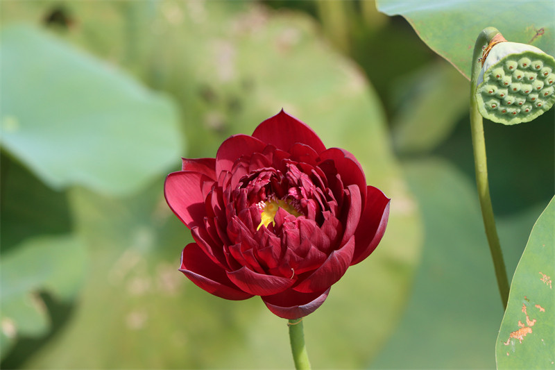 常德爱莲苑碗莲盆栽观赏荷花墨红大型碗莲种2022年时令草本花卉