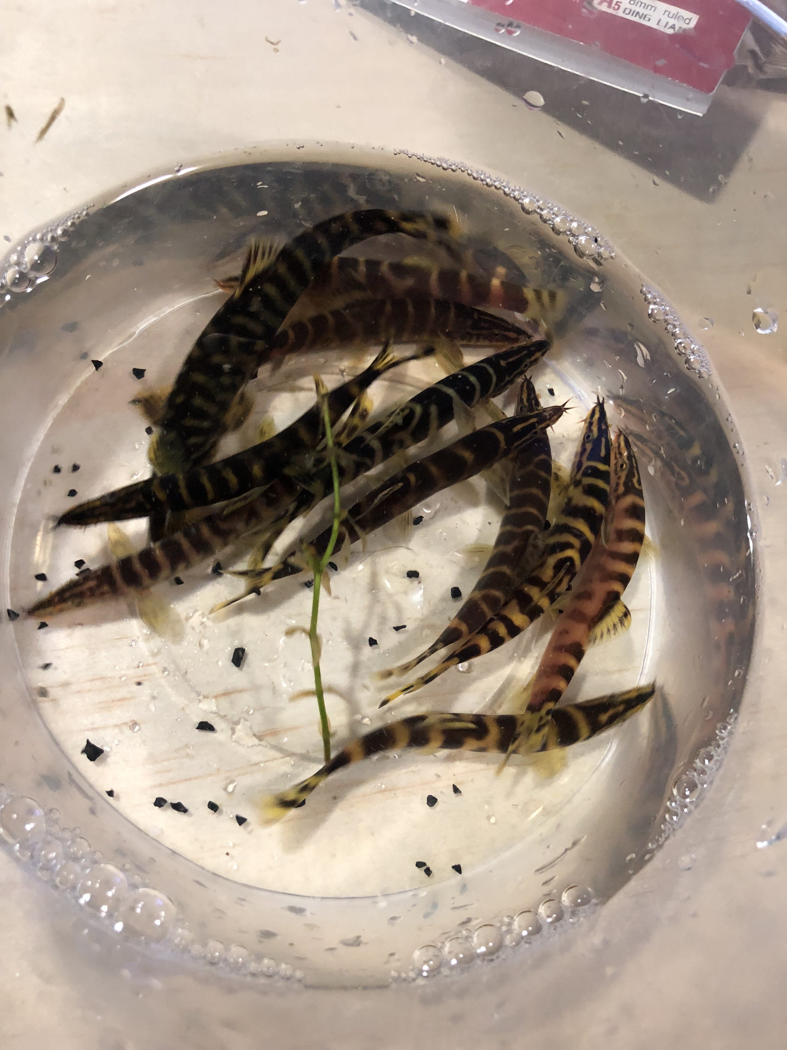 斑马中华美丽壮体沙鳅底层鼠鱼清道夫鱼