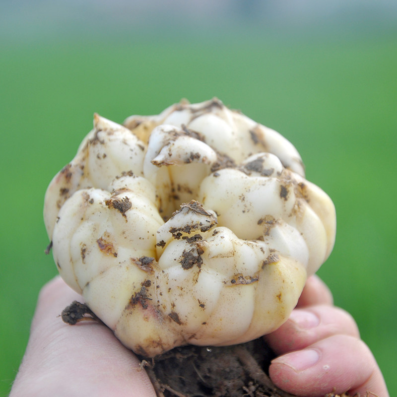 1斤百合3份送大别山新鲜食用清苦安徽土特产兰州新鲜百合