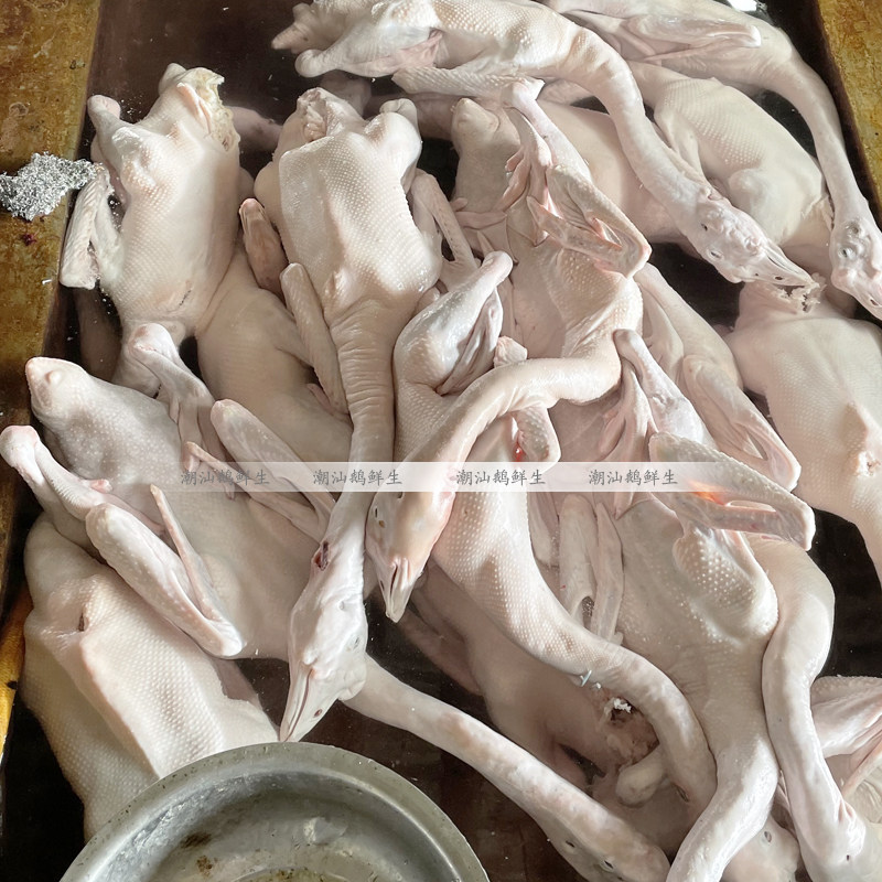 狮头鹅肉新鲜大鹅现杀潮汕鹅整只老鹅冷冻全鹅鹅肉