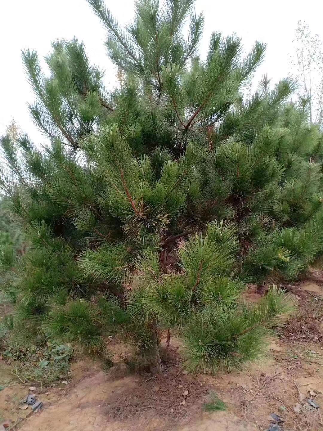 树苗松树庭院黑松南方北方种植迎客松宝塔盆景行道树
