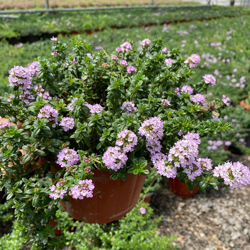 法国百里香盆栽食用香料绿植西餐日式料理罗勒绿植