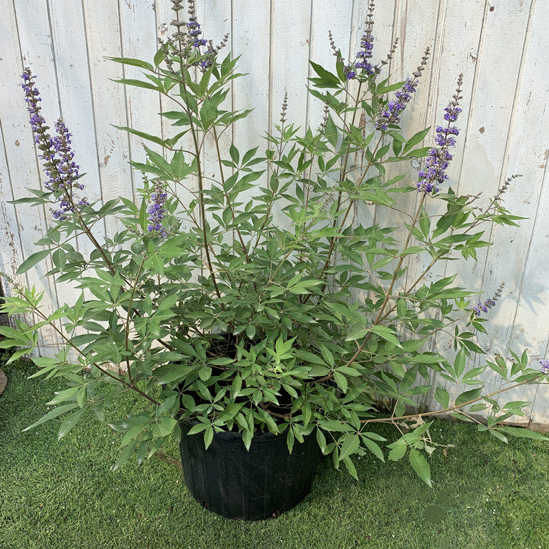 穗花牡荆盆栽树状薰衣草庭院阳台花镜种植耐热花期久多年生包邮