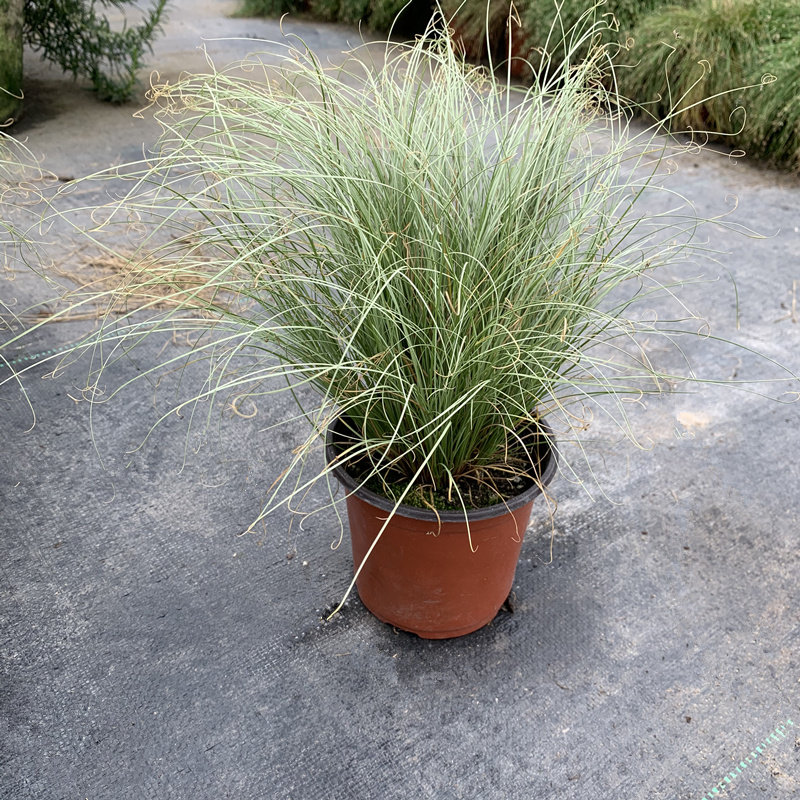 苔草金叶棕红埃弗里斯特庭院花镜种植多年生观叶植物绿植