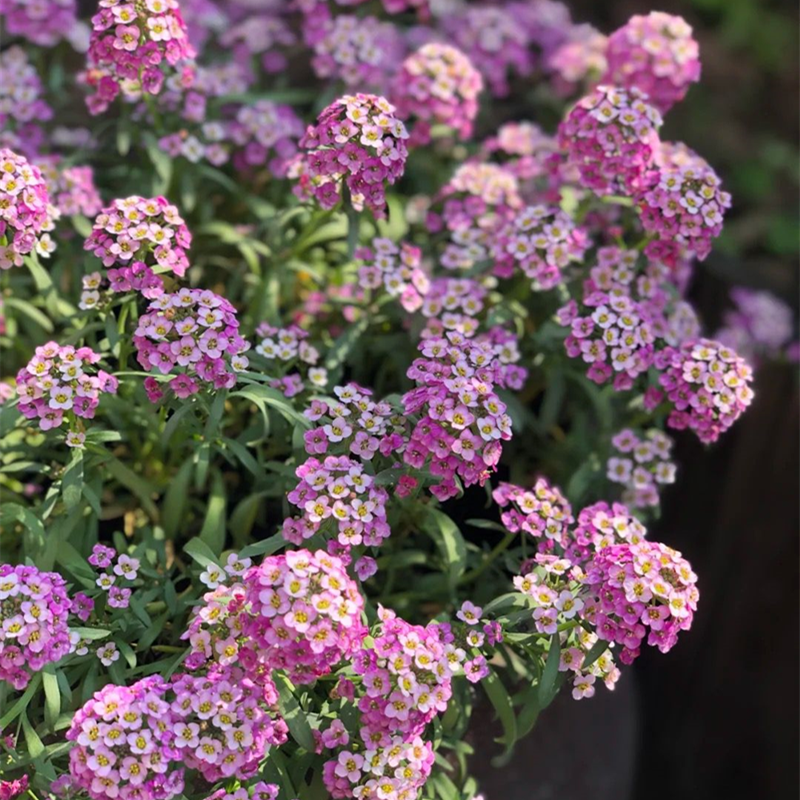 香雪球盆栽带花庭院阳台四季花卉地被花草易活垂花卉