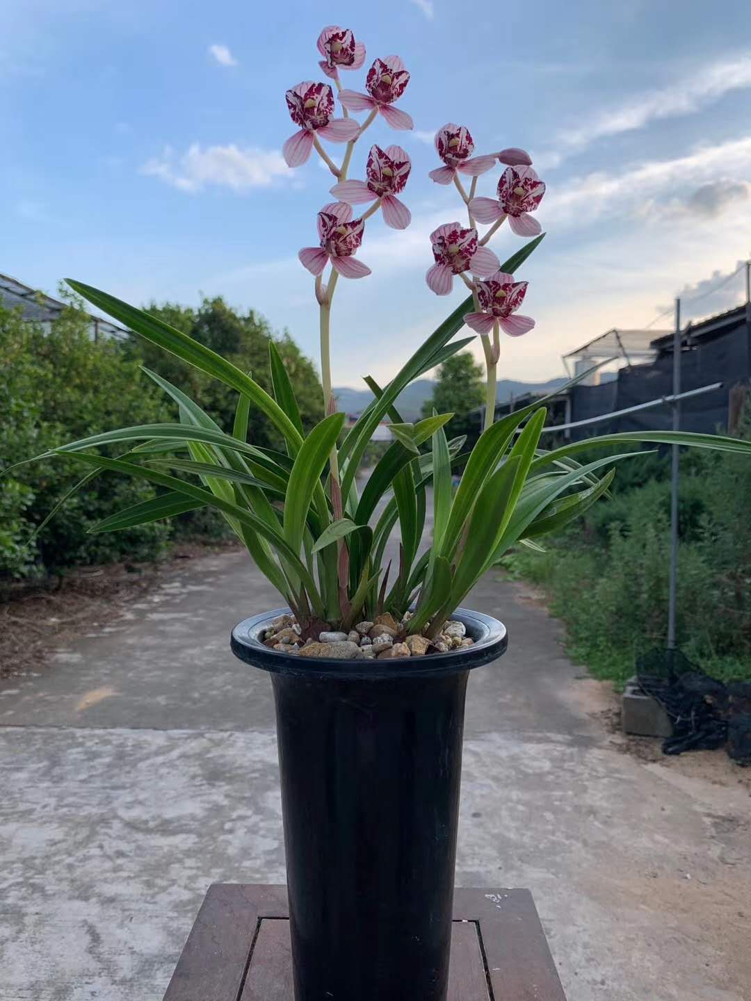 建兰凤舞九天红玉三星红花荷瓣奇花铭品浓香花卉