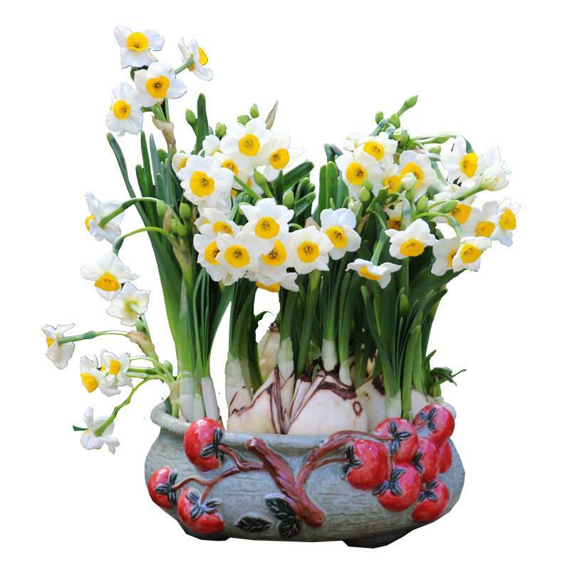 再三五天后,水仙球抽芽了 .