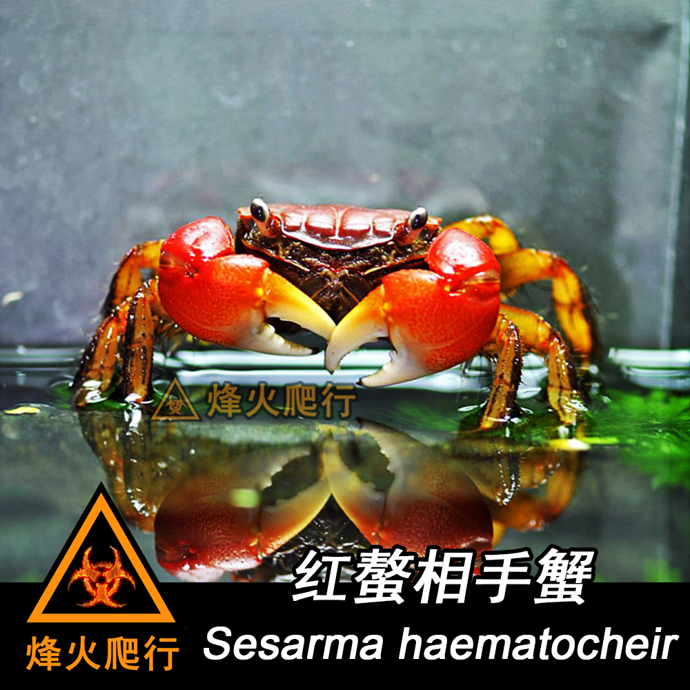 宠物观赏活体螃蟹相手迷你辣椒豹点灰白草莓蟹