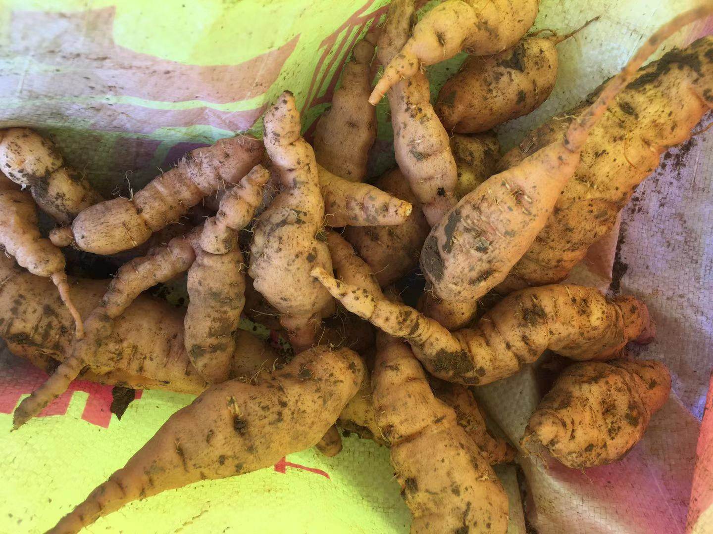 新鲜地黄鲜生地黄地髓百合野生生鲜地黄根地黄正宗河南焦作特产