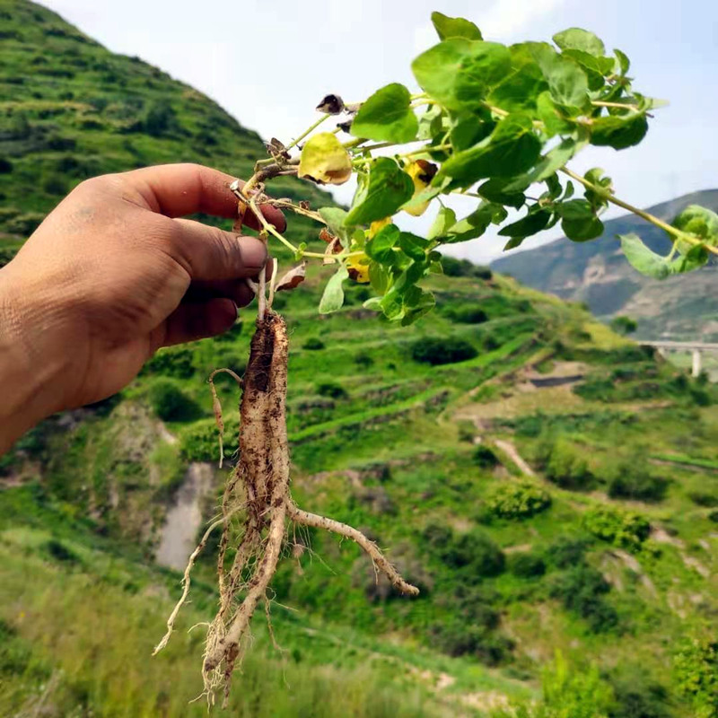 党参250克神农架特产无硫干货甘肃可配当归北芪党参