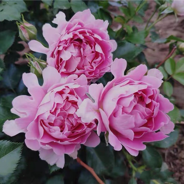 鹏哥花圃推荐藤本梦幻褶边月季波浪花边阳台时令草本花卉