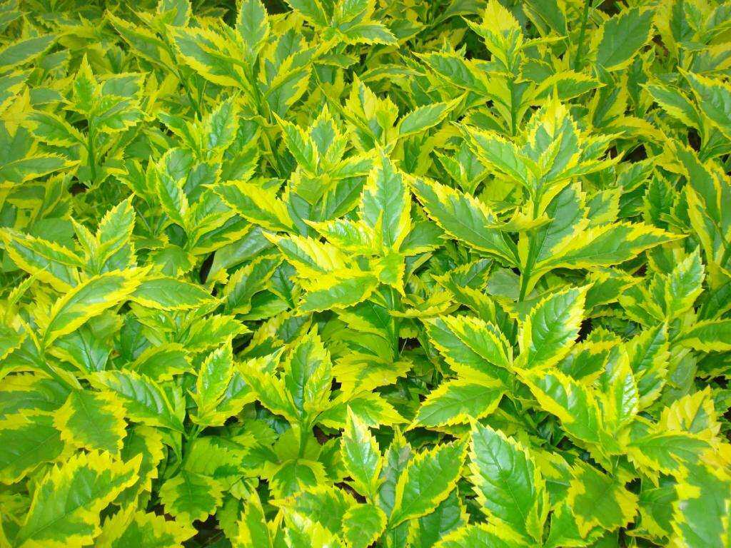 花叶北京黄白叶色花卉庭院叶庭院花园连翘观植株时令草本花卉