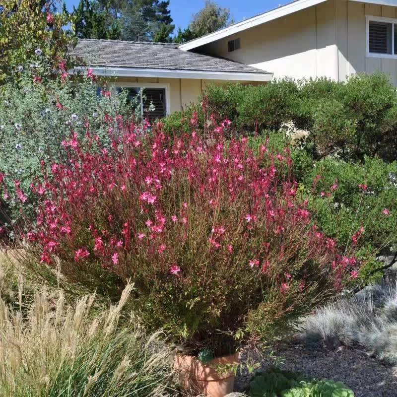 紫叶千桃桃花红叶千鸟春季叶色紫红色夏至粉红色时令草本花卉
