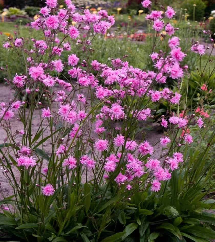 新品剪秋杜鹃花秋罗多季开花宿根植物盆栽观赏花时令草本花卉