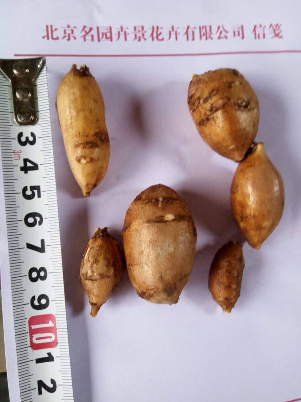 北京花园园艺香地栗种花开串串红色花卉