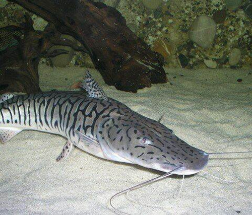 鸭嘴鸭嘴鱼活体月光斑马撒旦坦克大型热带鱼鱼