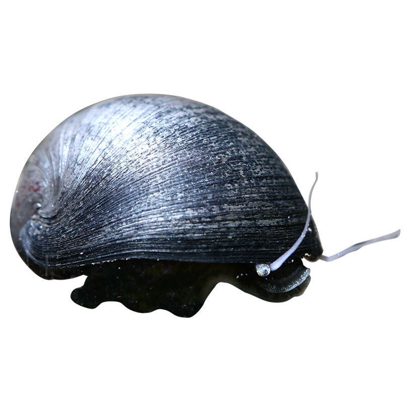 藻螺黑金刚军帽活体刷缸褐藻强效观赏清洁螺