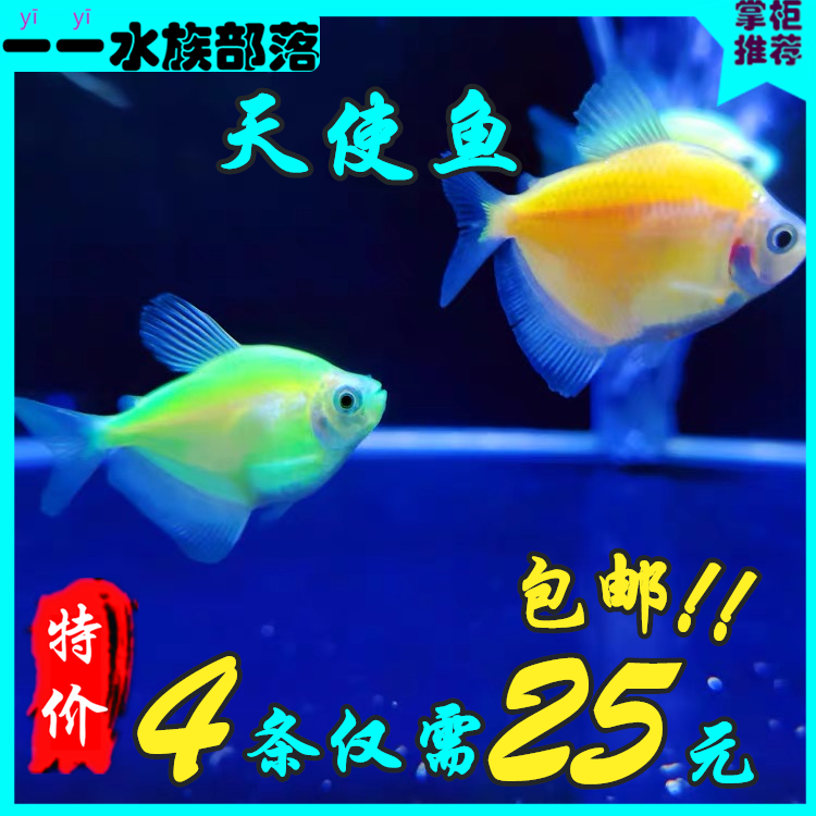 天使鱼青苹果柠檬小型观赏带鱼淡水鱼活体宠物荧光鱼