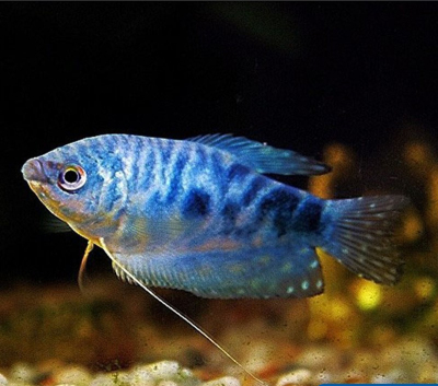 蓝曼金曼龙万龙金万热带活体包活鱼