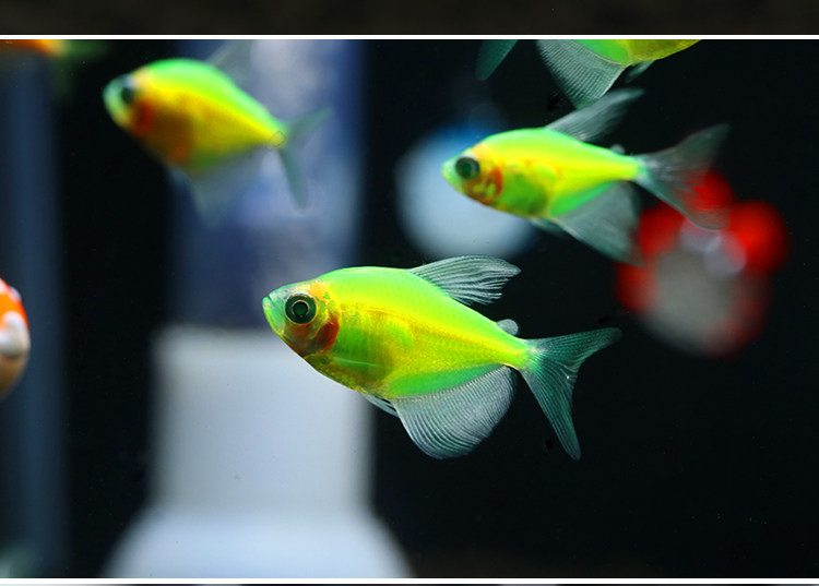 天使鱼青苹果柠檬小型观赏带鱼淡水鱼活体宠物荧光鱼