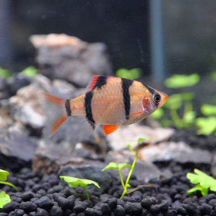 四间虎皮活体热带鱼小型淡水宠物雀生观赏鱼10元鱼