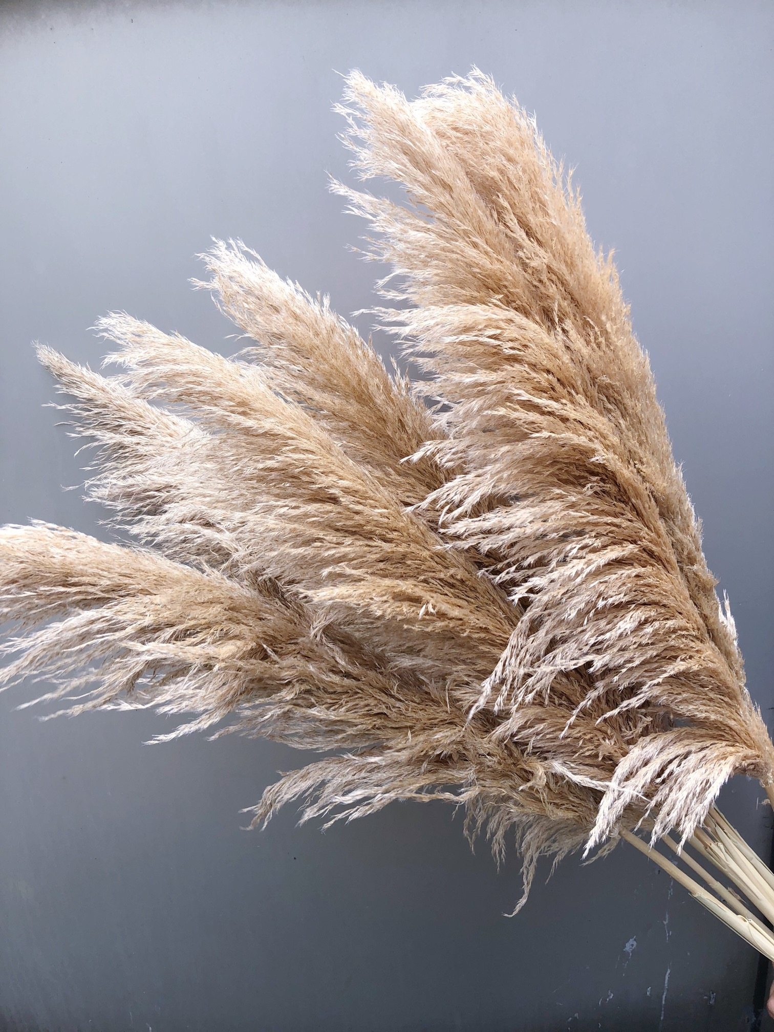 多色大芦苇蒲苇干花婚庆摄影橱窗拍照背景道具落地装饰性价比高