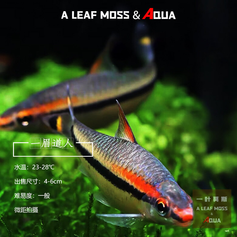 一眉道人观赏鱼红眉观赏热带鱼鱼群游灯鱼草宠物鱼