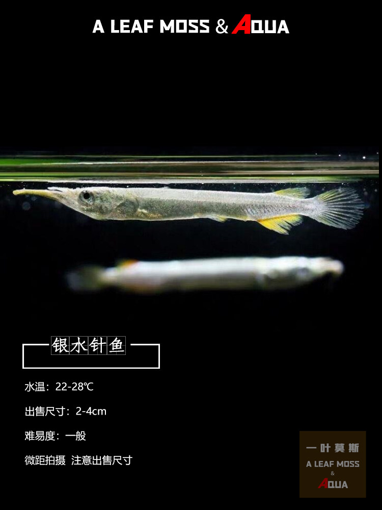 上层鱼水银针活体淡水鱼热带观赏鱼宠物竹签鱼白鱼