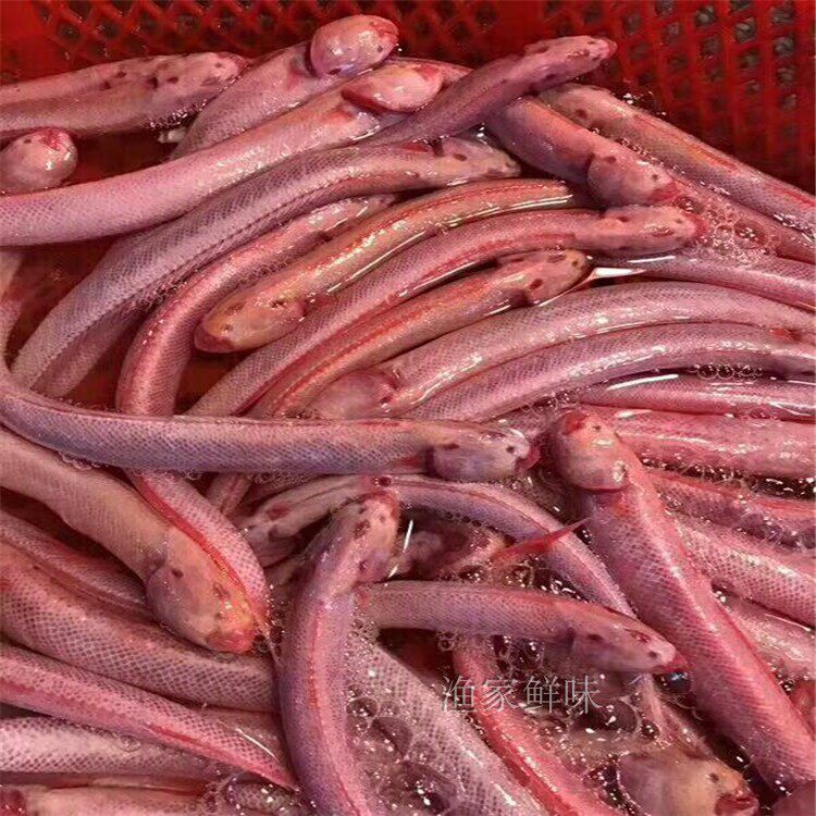 野生码头海鱼赤岭鲜红潮汕新鲜红直销条条鲜活秋刀鱼