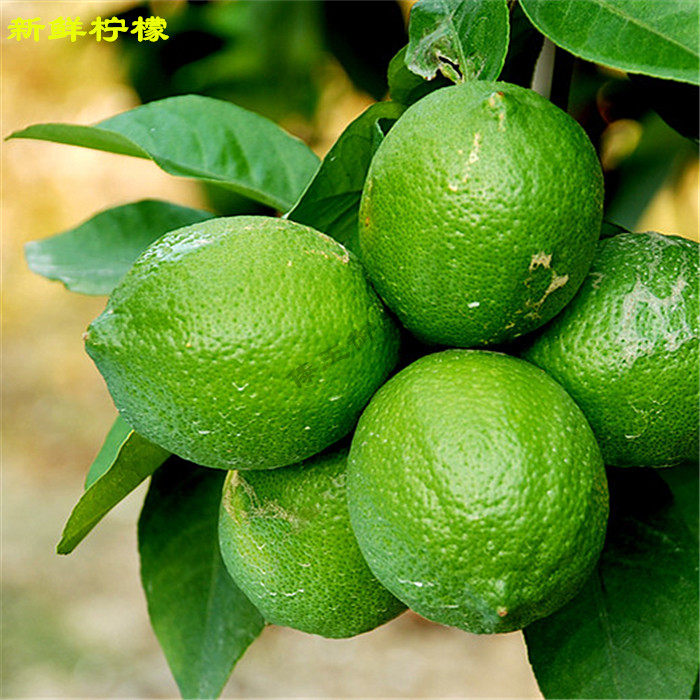 新鲜品种柠檬云南南普特产可以煮鱼煮鸡1500克柠檬