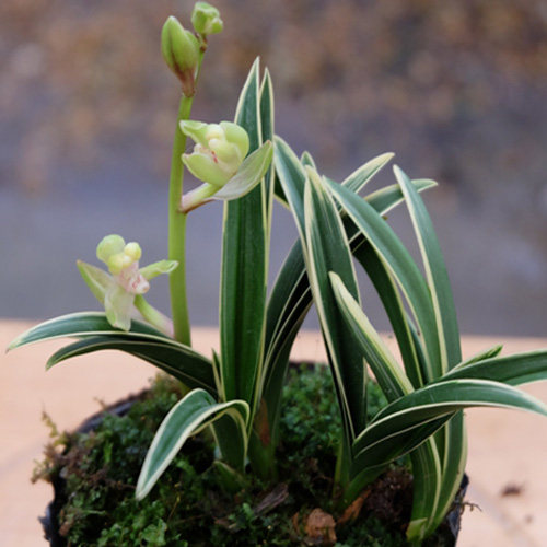 帝冠矮种金边兰花桌面迷你盆栽花卉建兰花苗时令草本花卉