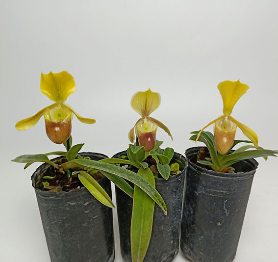兜兰绿缘兰花原生海伦巧花paph.helenae迷你型植株花卉