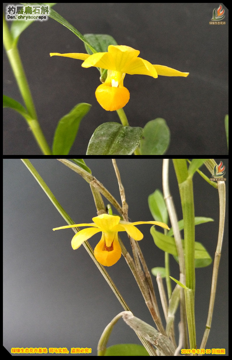 石斛绿缘兰花原生杓唇den.chrysocreps精品花卉