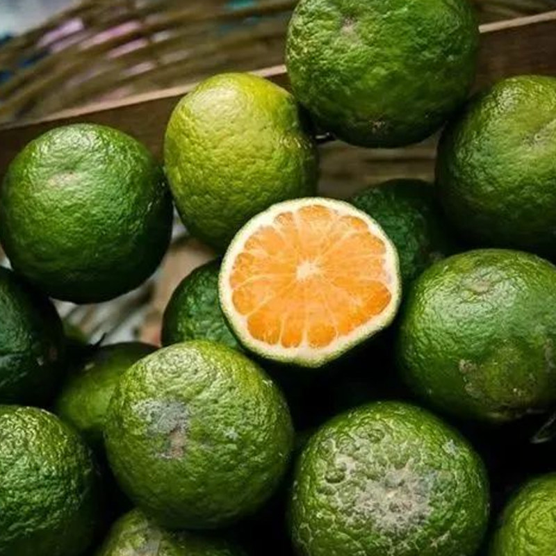 柑橘苗代代泡茶枳壳枳实回青橙果树苗桔子橘子浙江果树