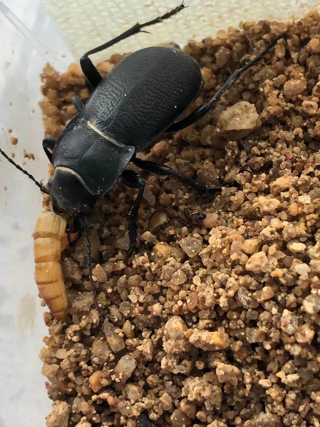 新款甲虫宠物爬虫蒙古锥步甲锹成虫活体爬宠包特色爬宠