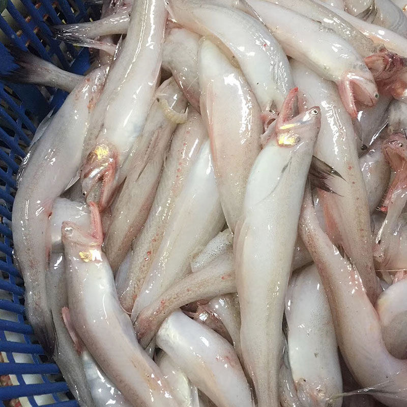 海鱼新鲜冷冻深海鲜活冰鲜豆腐鱼海鲜鱼龙头鱼九肚鱼水产丝丁鱼
