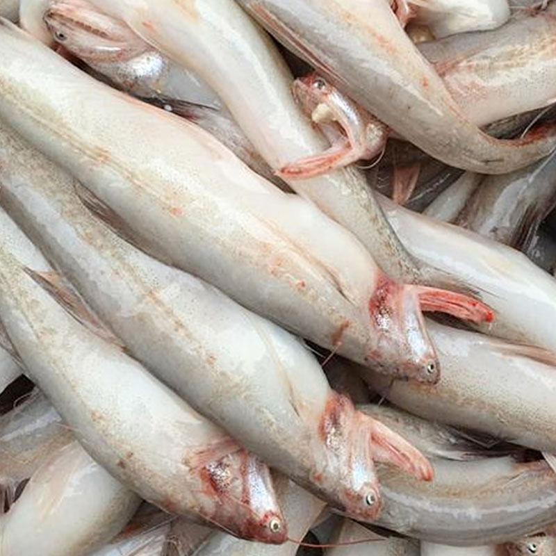 海鱼新鲜冷冻深海鲜活冰鲜豆腐鱼海鲜鱼龙头鱼九肚鱼水产丝丁鱼