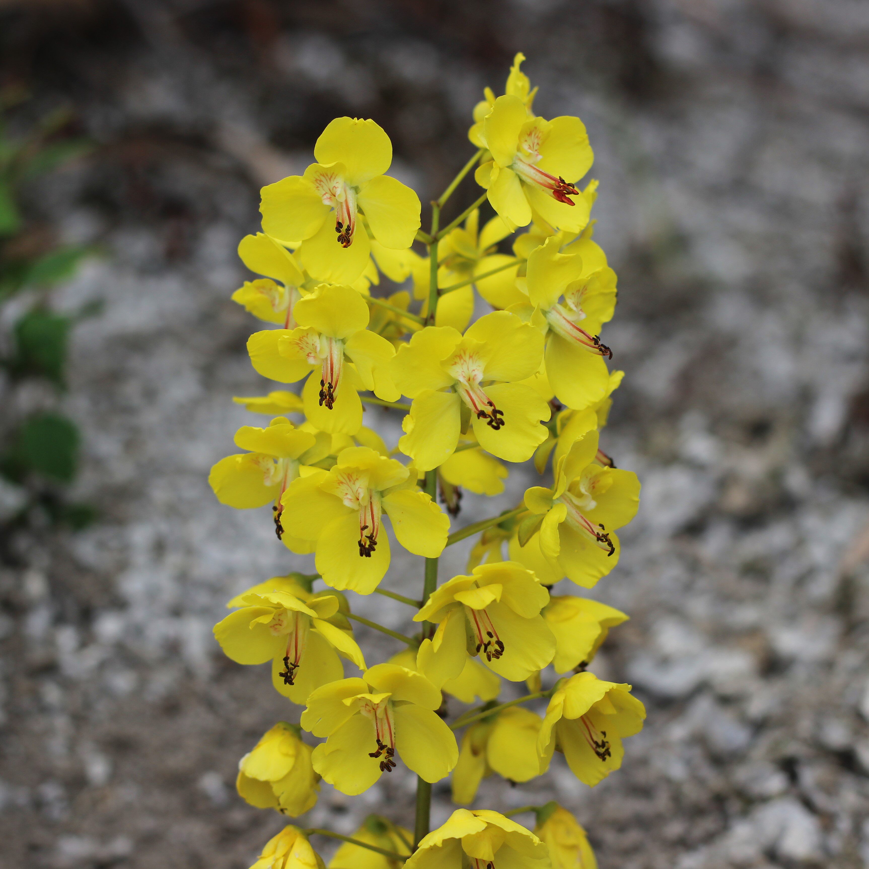 树苗米虫倒钩钩刺苗云实苗盆栽盆景绿植
