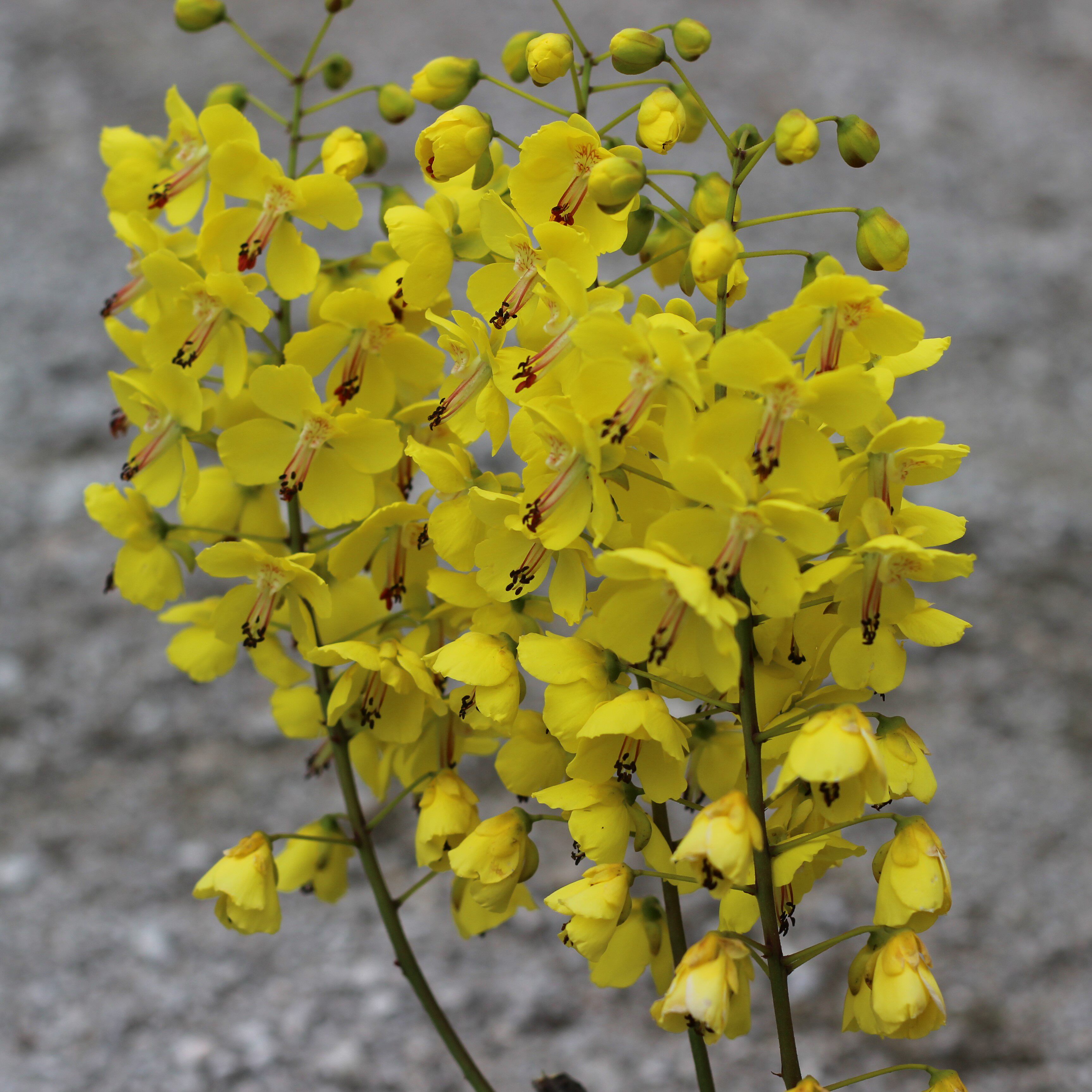 树苗米虫倒钩钩刺苗云实苗盆栽盆景绿植