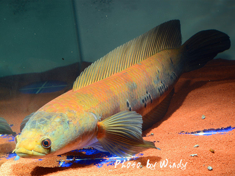 雷龙鱼黑魔神现货包邮各流域合集大型鱼淡水鱼观赏鱼凶猛鱼热带鱼