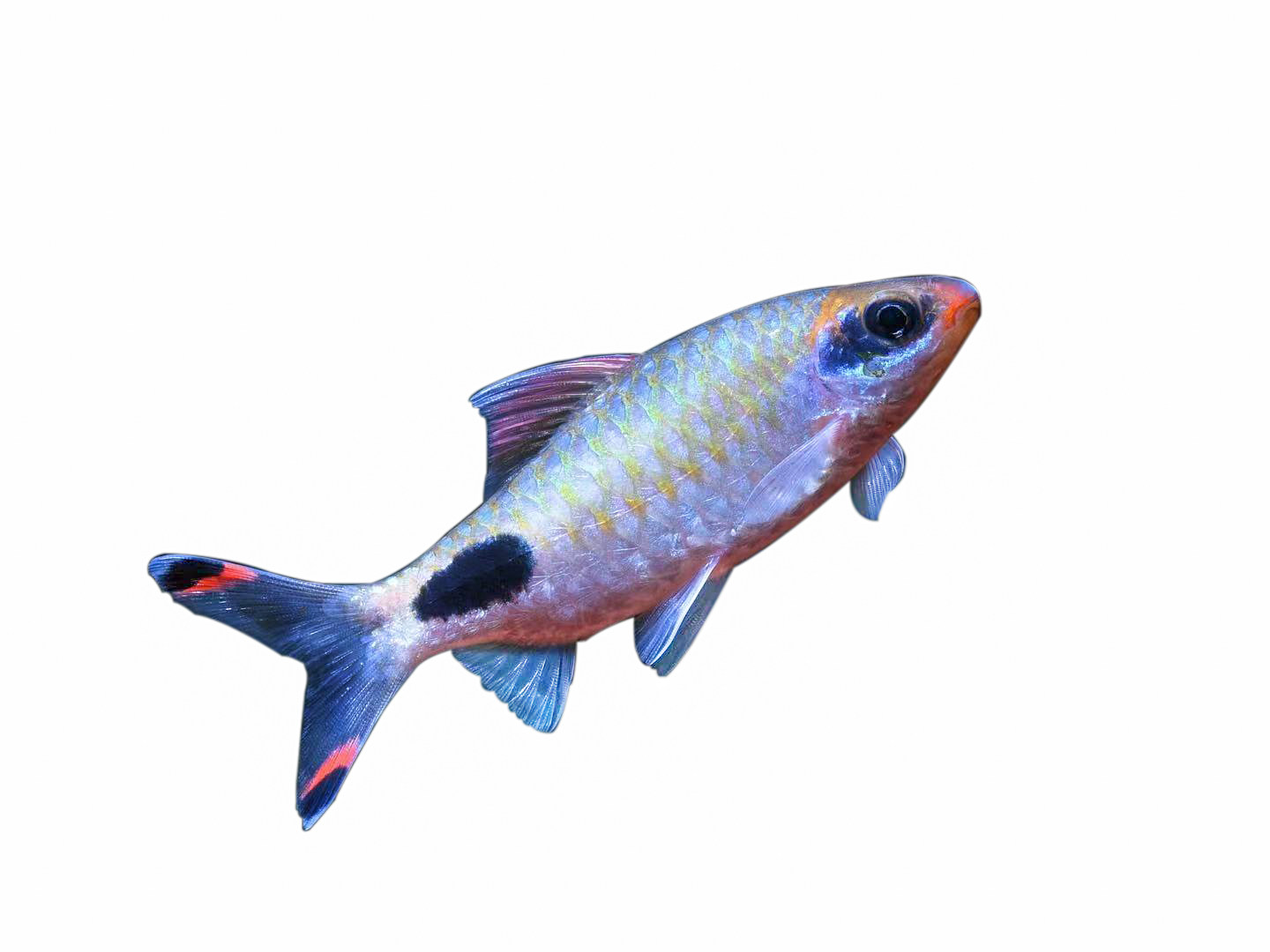 黑影道人人鱼观赏鱼淡水鱼龙鱼配鱼水族宠物活体鱼