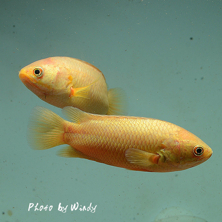 现货黄金鲈鱼热带鱼泰国国产淡水鱼宠物水族活体鱼