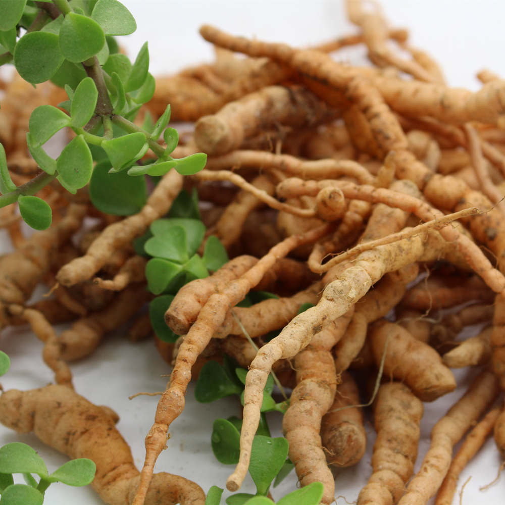 地黄新鲜地髓生地农家现挖榨汁500克包邮生地黄