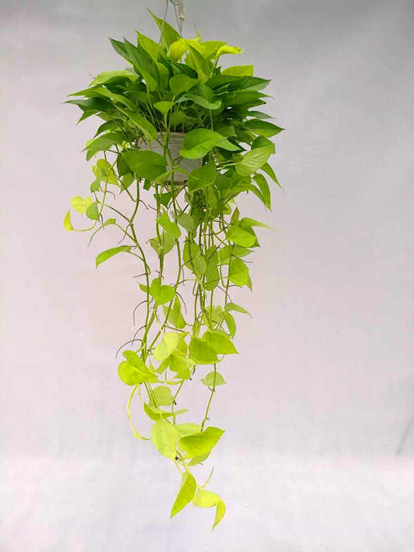 雪花葛盆栽花叶绿萝室内吸甲醛小叶银斑葛黄金葛净化空气迷你稀有