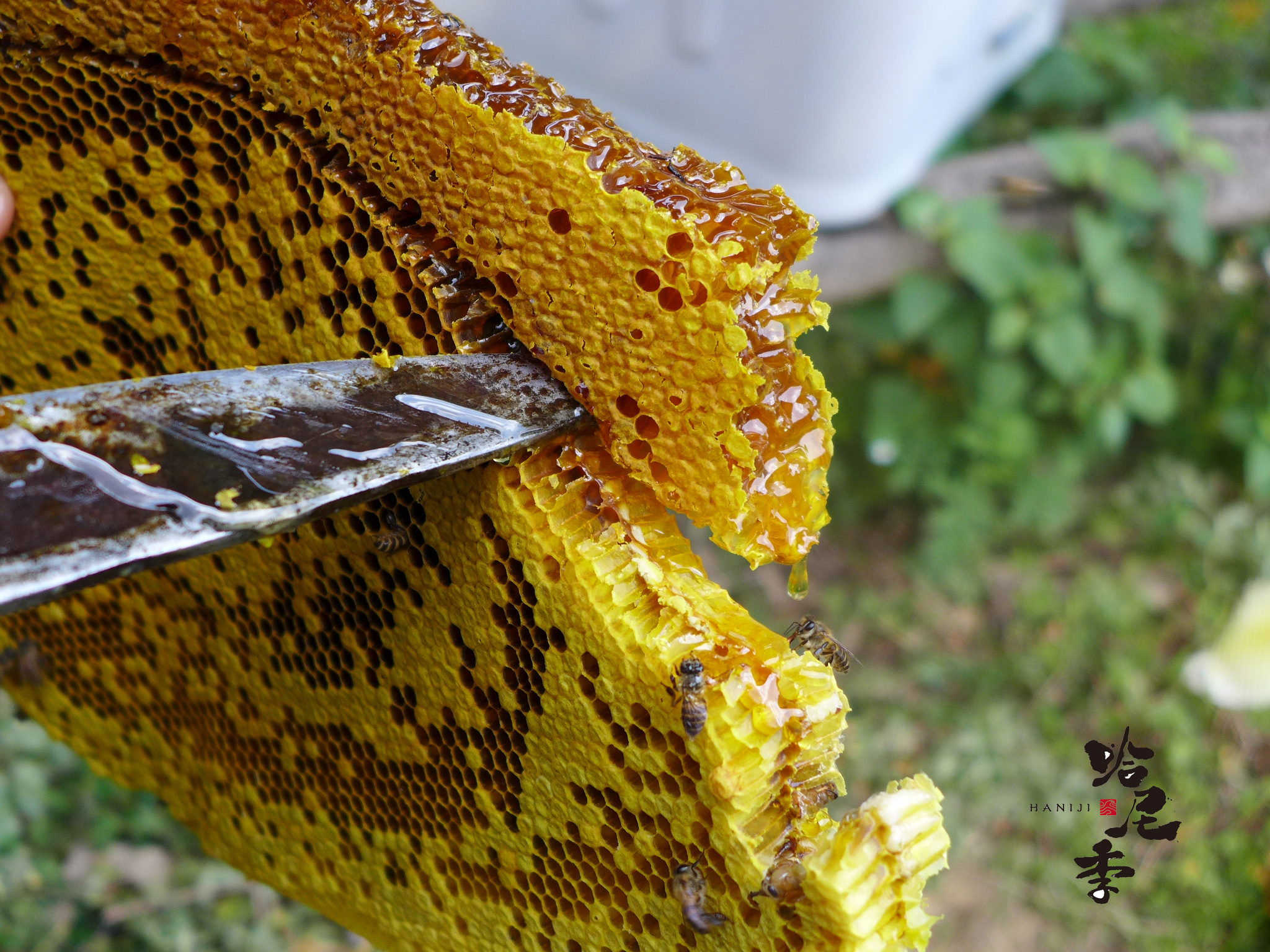 🐝哈尼季|深山野蜂蜜 云南普洱原始森林野生蜂蜜 500g包邮🐝-哈尼