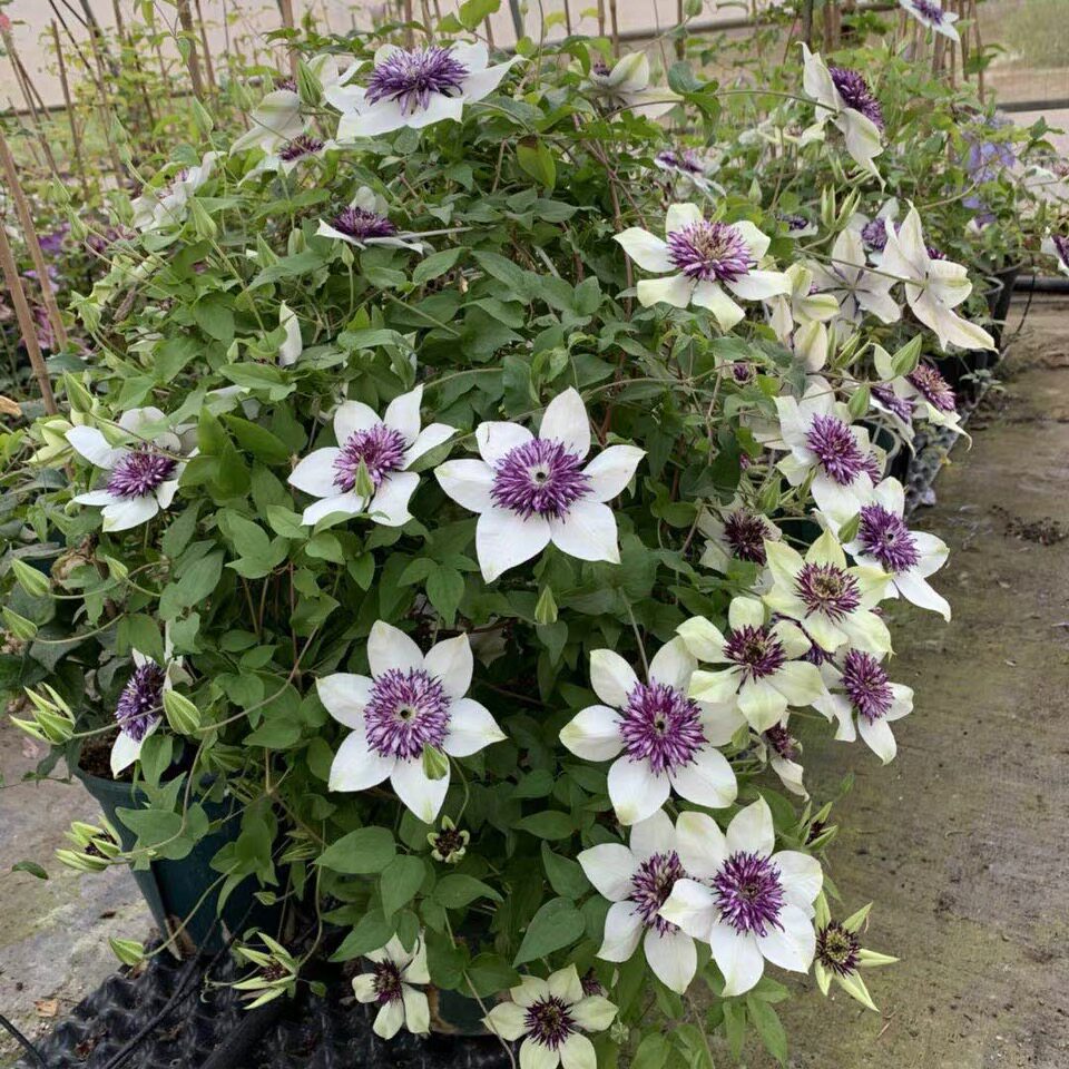 藤本皇后铁线莲阳台庭院爬藤植物老幻紫新幻紫花卉